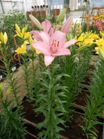 [4025 Termoli No201.JPG]